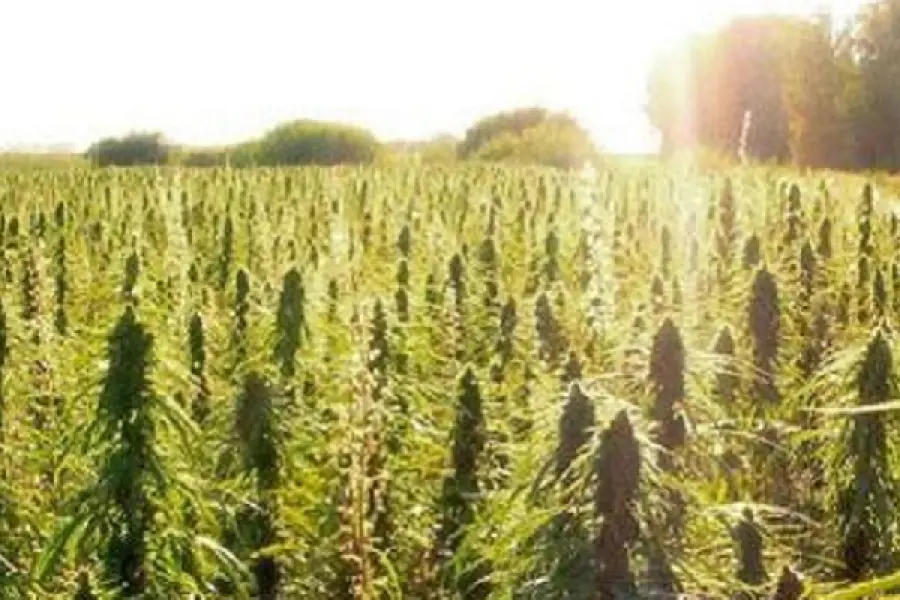 Talee cannabis: una risorsa a risparmio