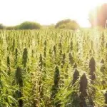 Talee cannabis: una risorsa a risparmio